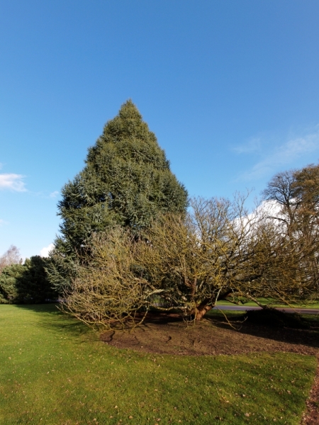 2 arbres....jpg
